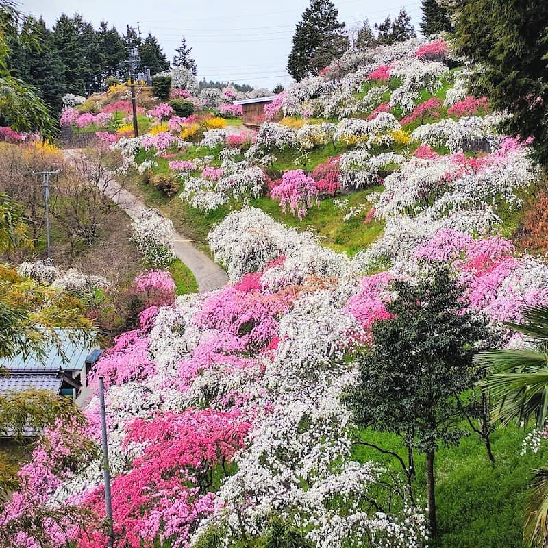 Weeping Peach Blossoms of Kaminaka - Image 3