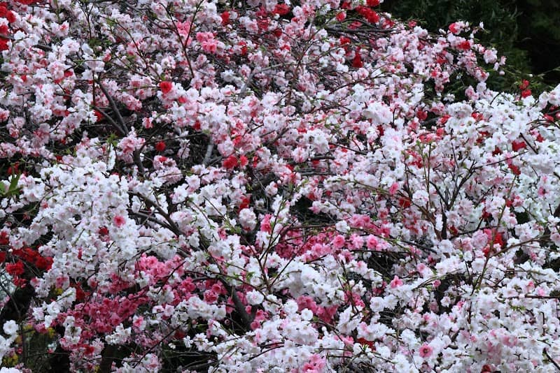 Weeping Peach Blossoms of Kaminaka - Image 2
