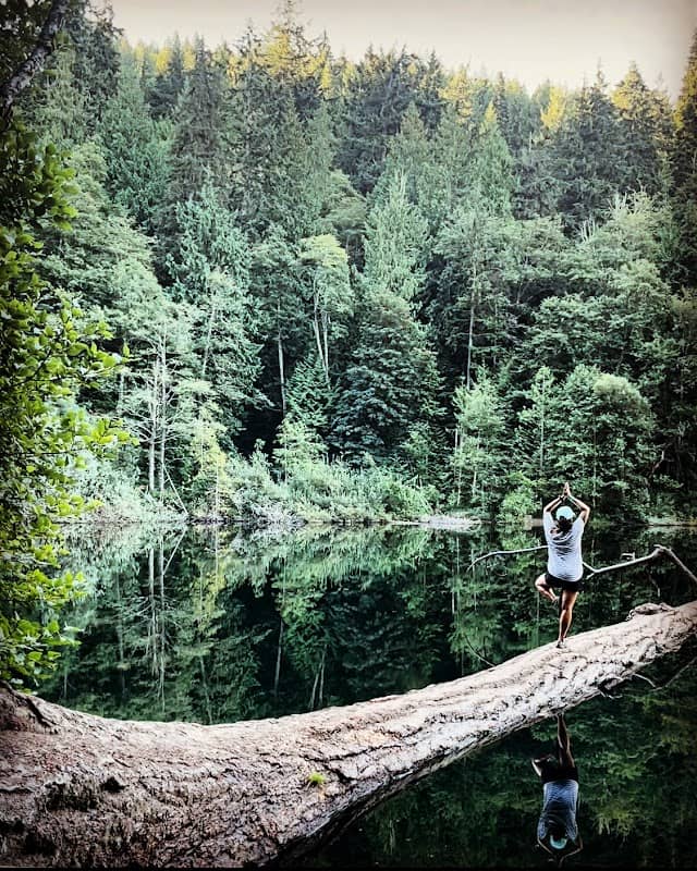 Fragrance Lake Lookout Tree - Image 2
