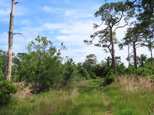 Dicerandra Scrub Sanctuary - Image 2