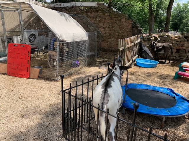 Whispering Acres Farm Animal Sanctuary - Image 2
