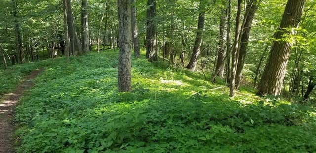 Petersen Island Woods Preserve - Kettle Moraine Land Trust - Image 1
