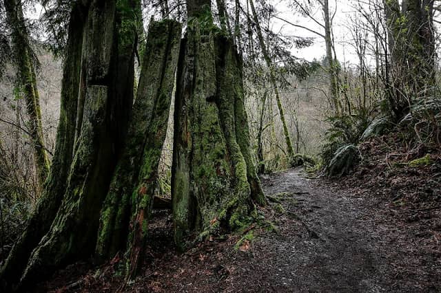 Japanese Gulch Conservation Area - Image 2