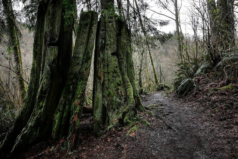 Japanese Gulch Conservation Area - Image 2