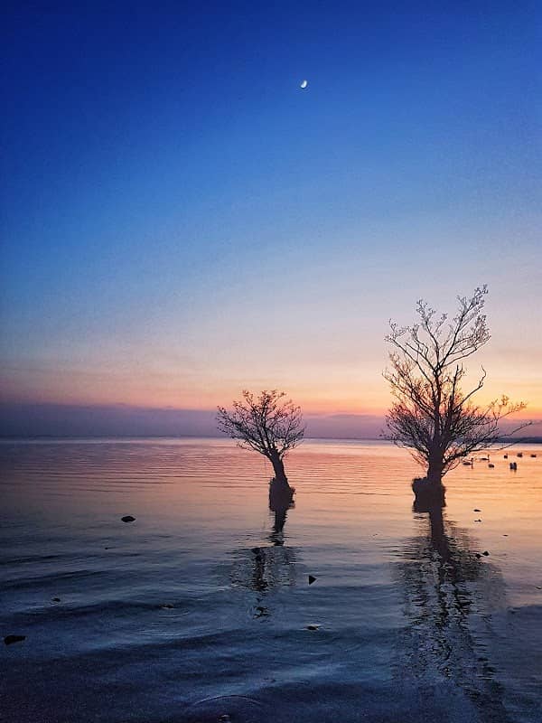 The Sunken Trees - Image 1