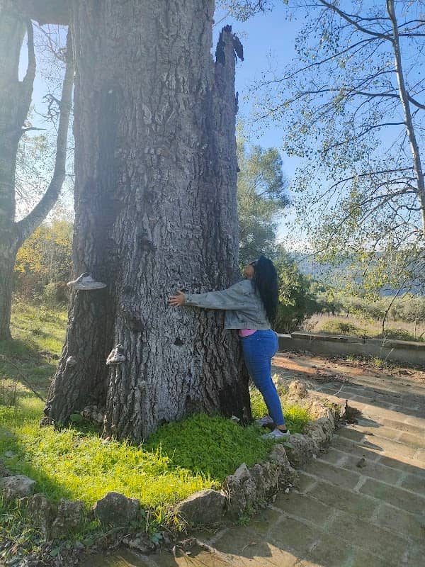 Alberi monumentali - Image 1
