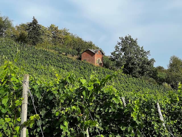 Kitzinger Weinwanderweg - Image 2