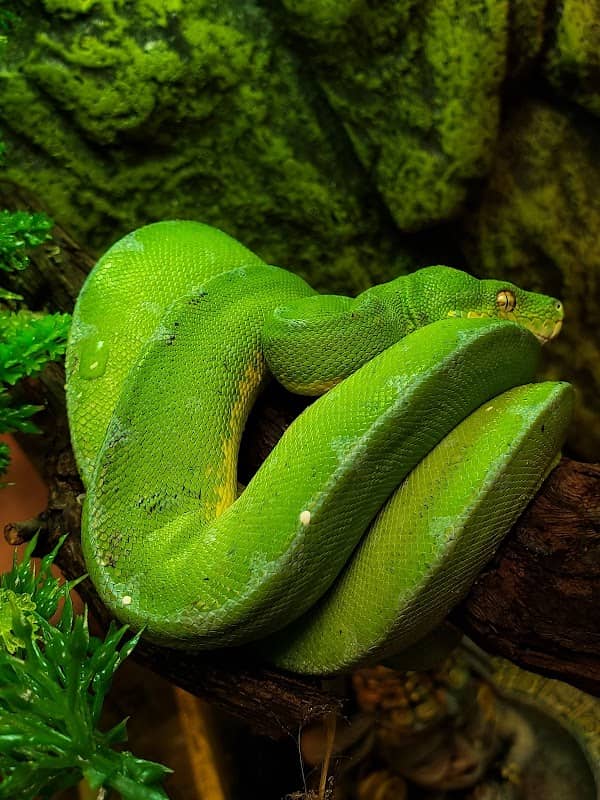 Prehistoric World - Image 1