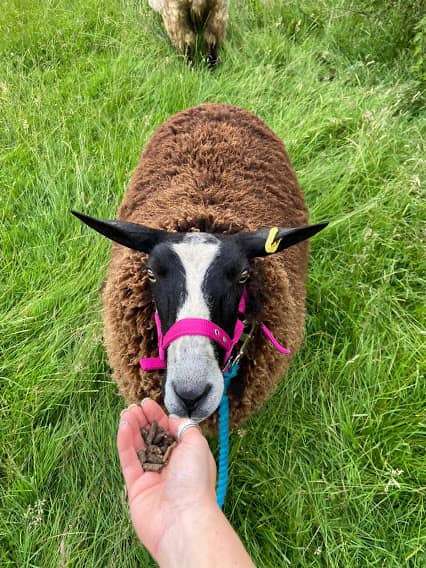 Somerset Sheep Trekking - Image 1