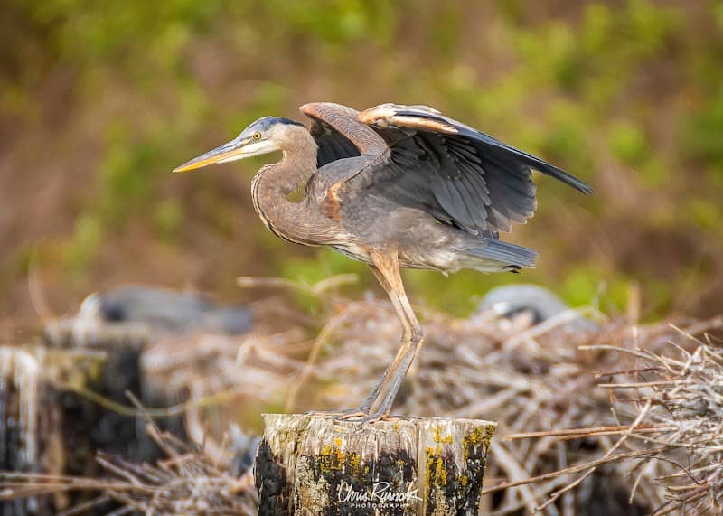 Heron Rookery in Port of Everett - Image 1