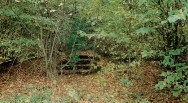 Stary park dworski - Image 1