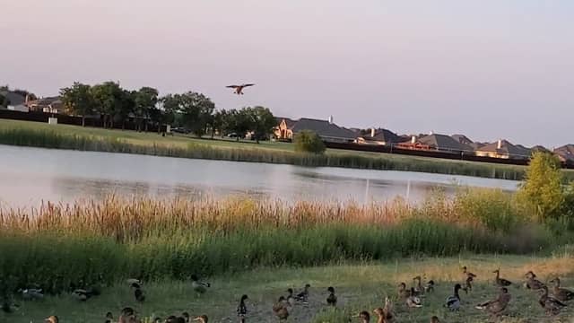 Deerfield Heights Community Pond - Image 1