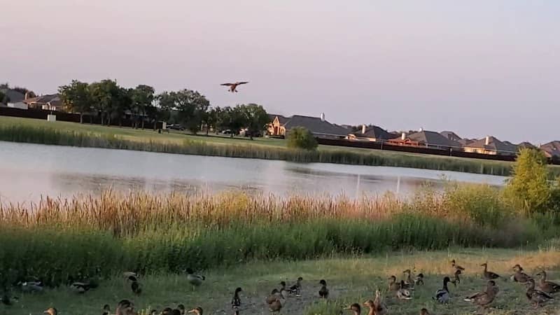 Deerfield Heights Community Pond - Image 1