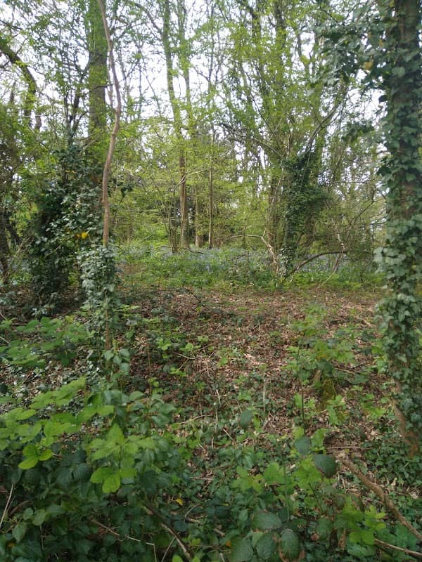 Gregorny Sanctuary - Image 3