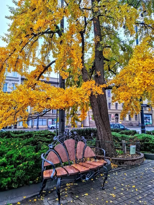Miłorząb dwuklapowy - Image 1