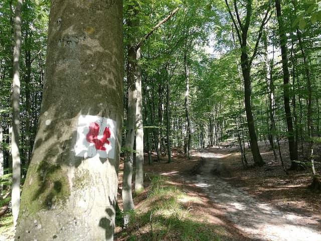 Szlak Wiewiórki - Image 1