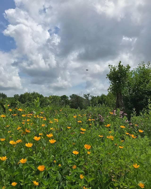 Pollinator Prairie - Image 1