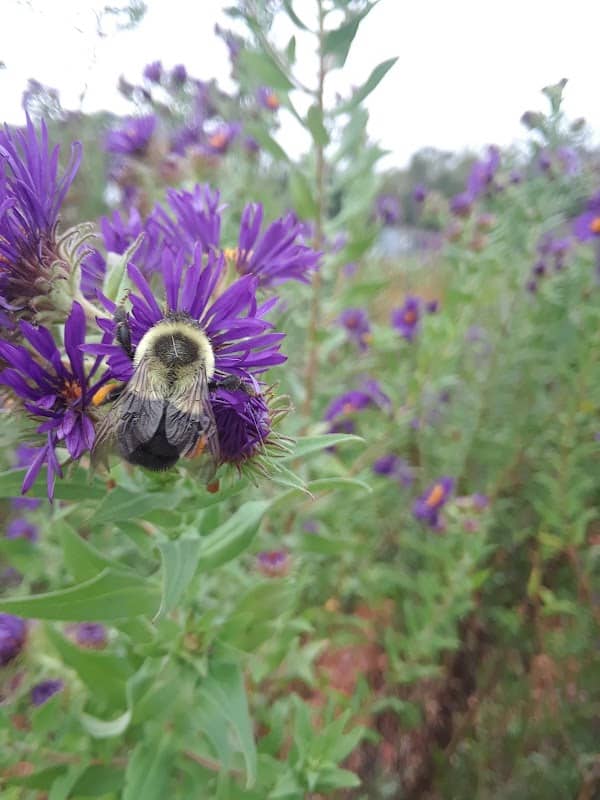 Pollinator Prairie - Image 2