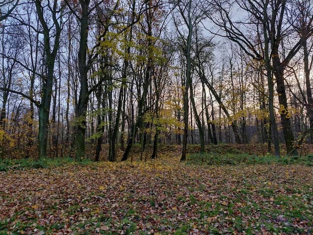 Käthe-Kollwitz Park - Image 2