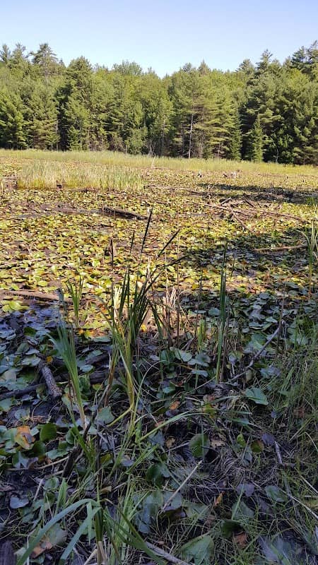 Zebedee Wetland - Image 1