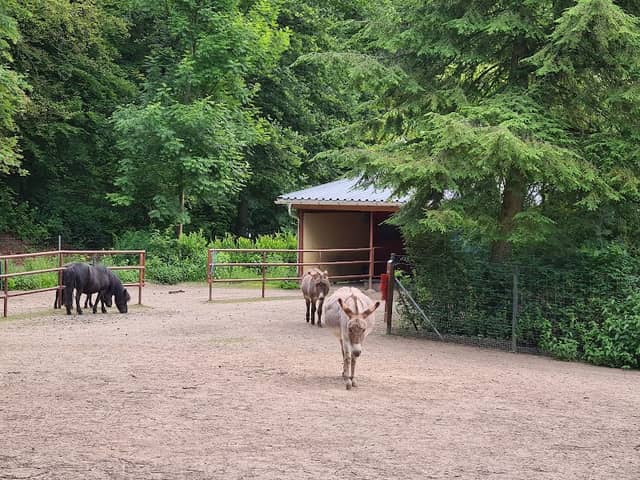 Tiergehege im Sahn Park - Image 1