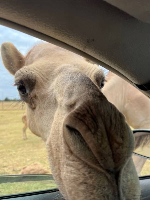 Franklin Drive Thru Safari - Image 1