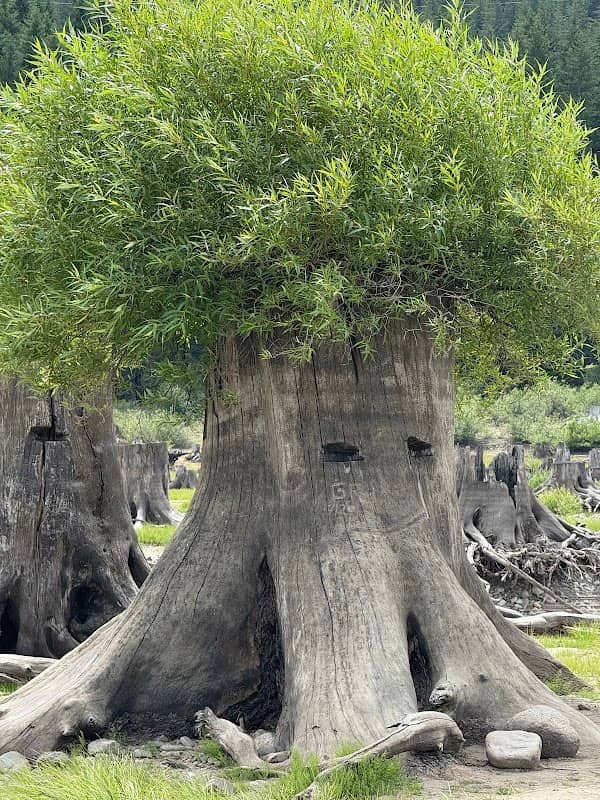 Bush on Root - Image 2