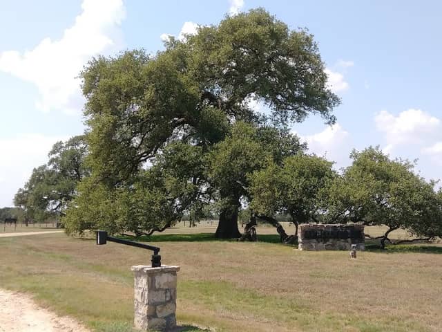 Sam Houston Oak AND BRACHES HOUSE - Image 2
