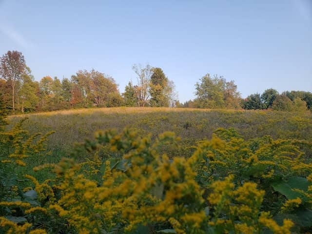 Greystone Nature Preserve - Image 1