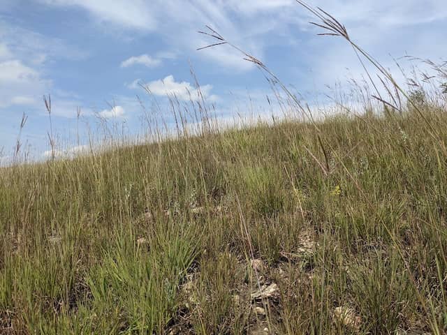 Blackmun Prairie - Image 1