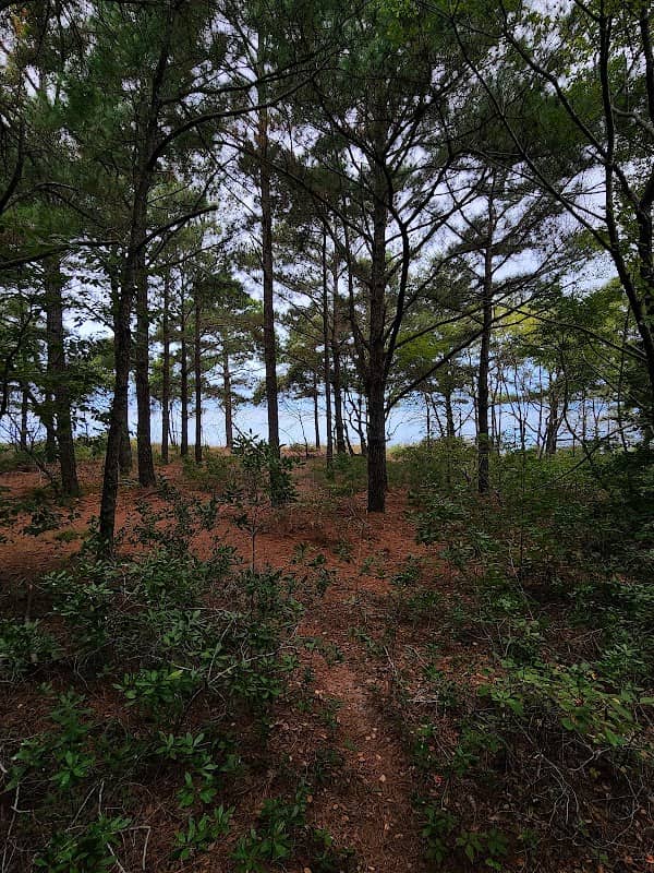 Cape Charles Natural Area Preserve - Image 3