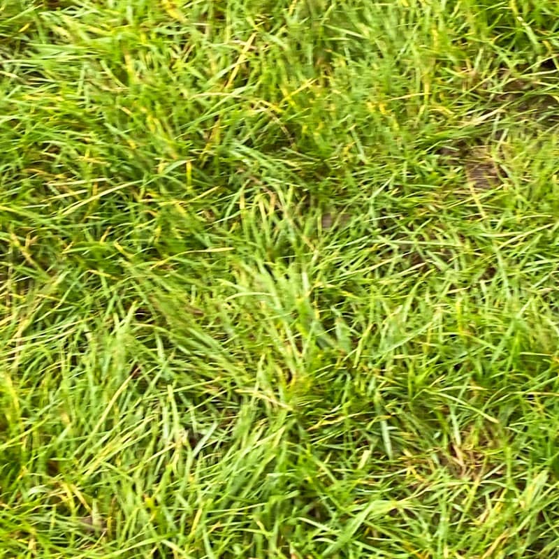 The Green - Image 1