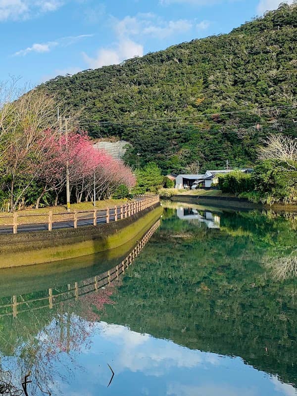 湯湾ヒカンザクラ並木 - Image 1