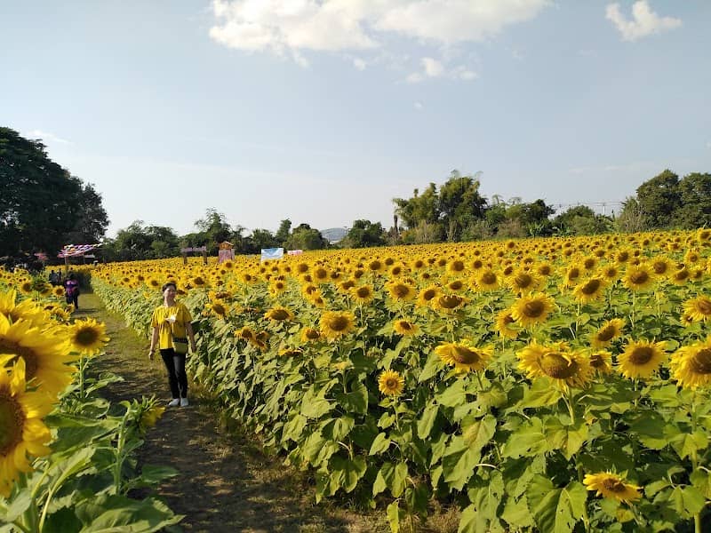 ทุ่งทานตะวัน@Wangthong - Image 1