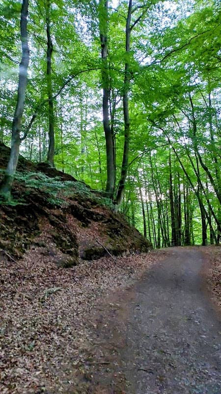 Jedlinowa Polana (Tannengrund) - Image 2