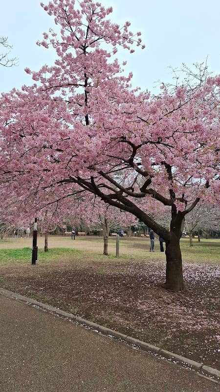 Sakura Tree - Image 1