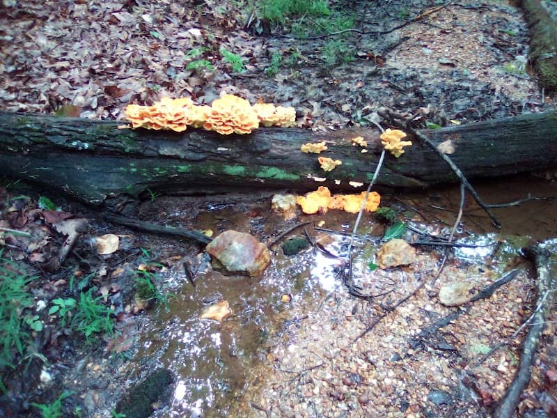 Liberty Mountain Trail System Trailhead - Image 2