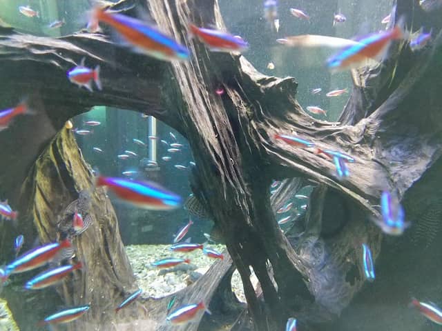 Aqualit. Aquarium der Stadtwerke Homburg. - Image 1