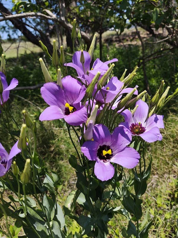 Promontory Park - Image 2