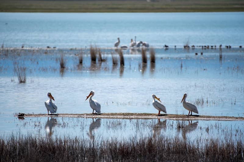 Freezout Lake Wildlife Management Area - Image 2