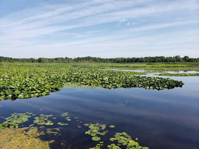 Round Lake Wetland Conservation Area & Nature Preserve - Image 2