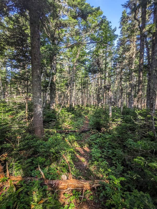 Mt. Abraham / AT Trail Junction - Image 1