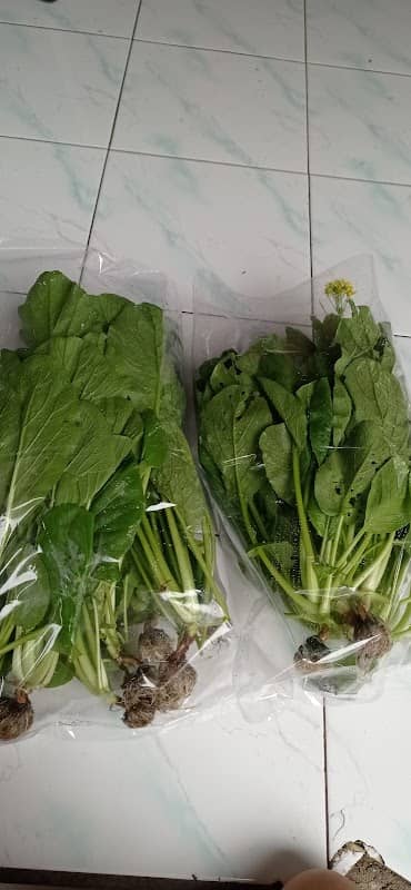 Bless Hidrofarm - Image 1