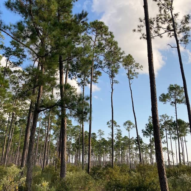 Boy Scout Road Trail - Image 1