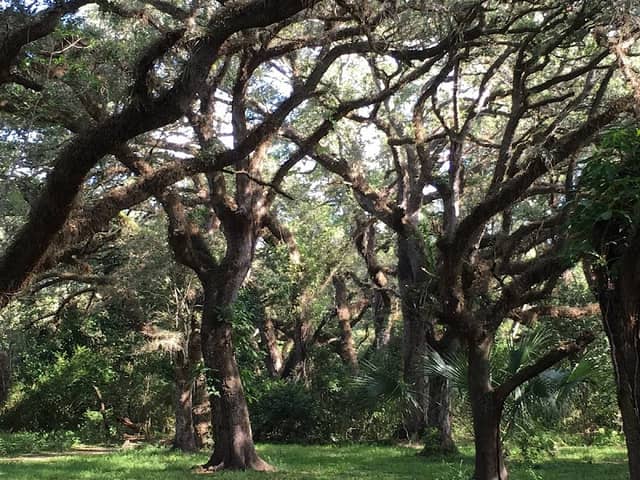 Tree Tops Park - Image 2