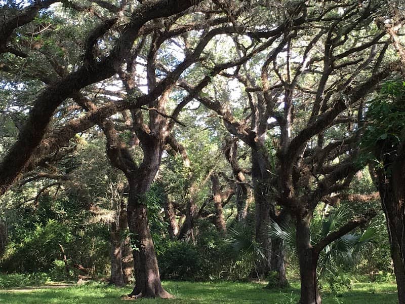 Tree Tops Park - Image 2