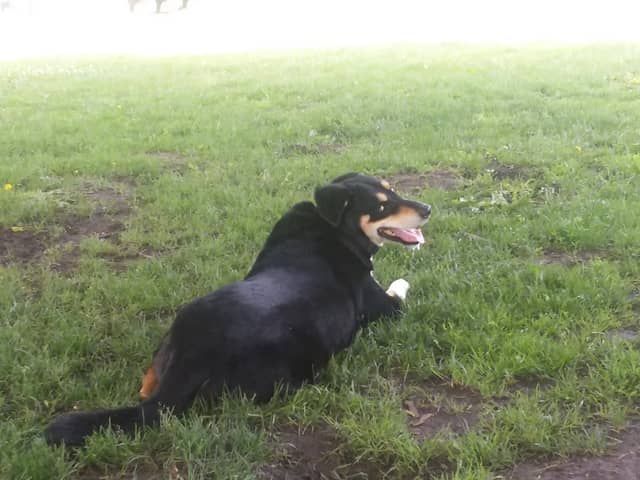 Central Bark Dog Park - Image 1