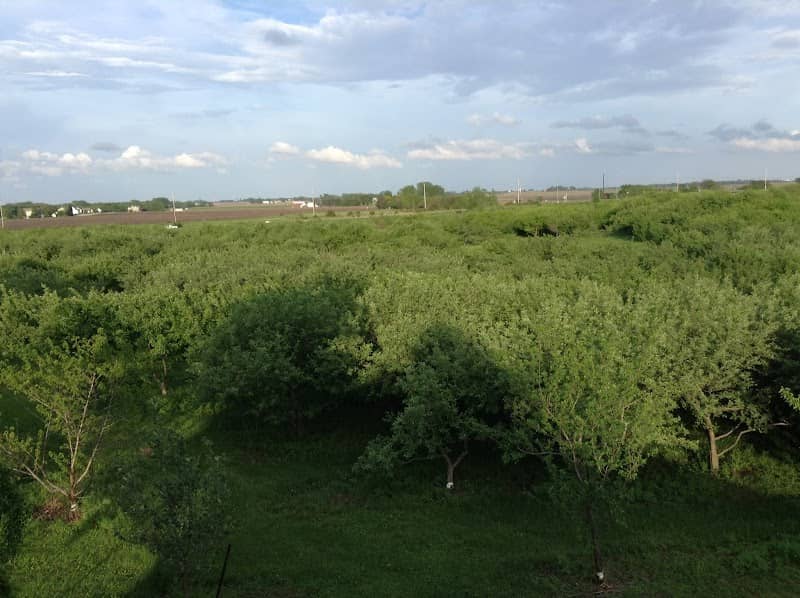 Storybook Orchard - Image 1
