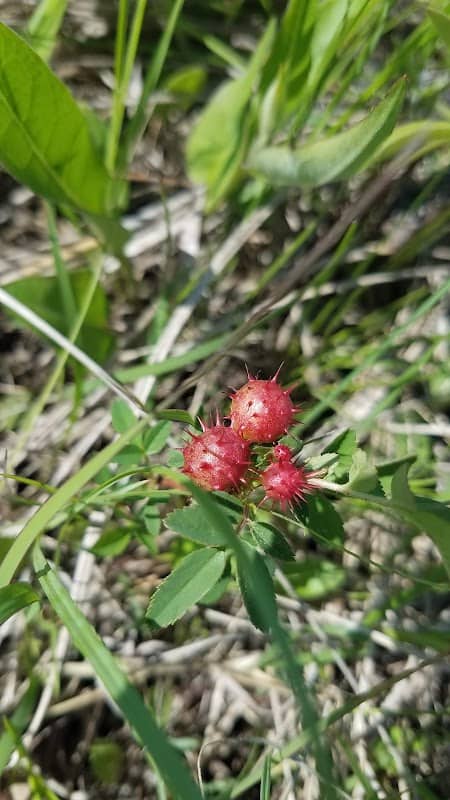 Friendly Prairie Conservation Area - Image 3