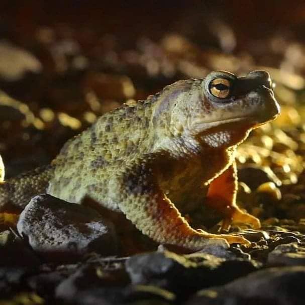 Toad Patrol Clipstone - Image 1